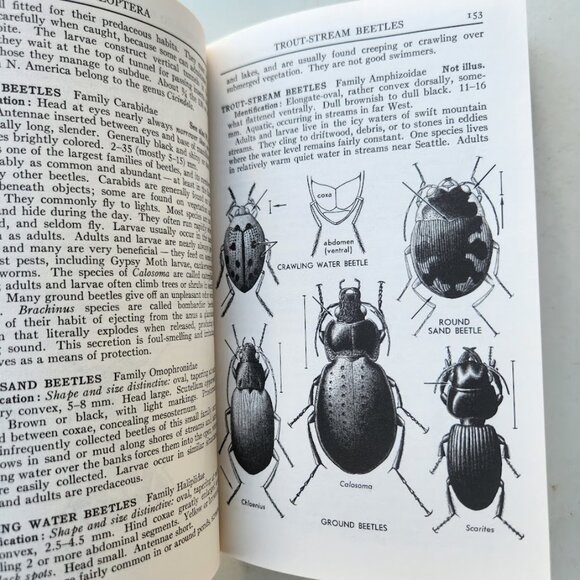 Peterson Field Guide Insects of America North of Mexico Vintage Book Entomology - Picture 4 of 14